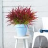12-Pack UV Resistant Faux Grass Shrubs – Deep Red Artificial Outdoor Plants for Home & Garden Decor - Image 4