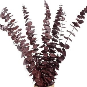 Dried Eucalyptus Bundle Fresh Eucalyptus Branches