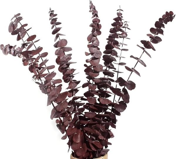 Dried Eucalyptus Bundle Fresh Eucalyptus Branches